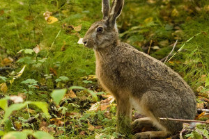 Snaring Rabbits & Small Game