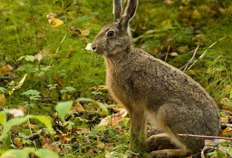 Snaring Rabbits & Small Game