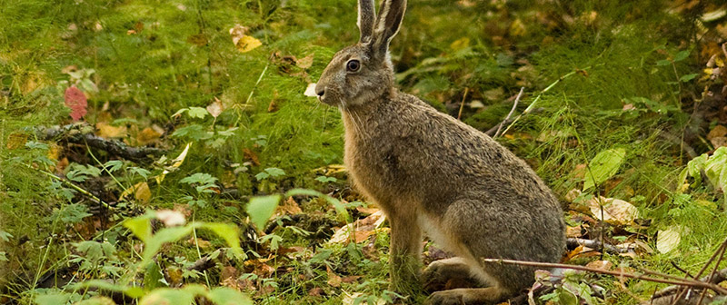 Rabbit Snares