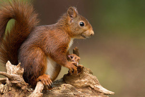 Snaring a Squirrel