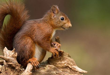 Snaring a Squirrel