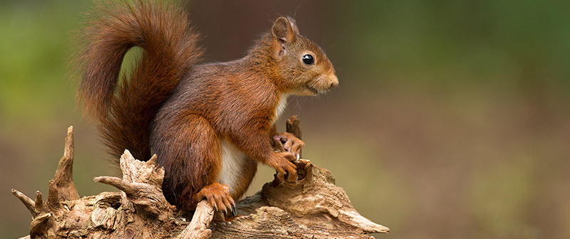 Snaring a Squirrel