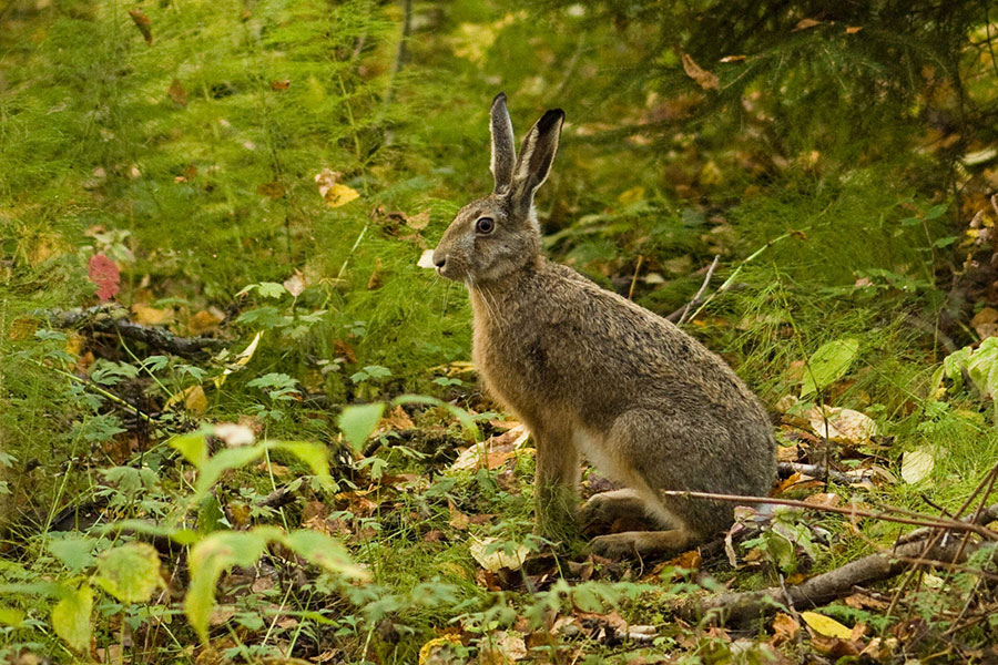 Snaring Rabbits & Small Game