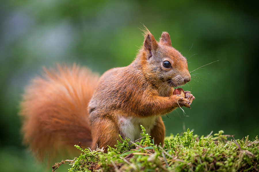 Snaring a Squirrel